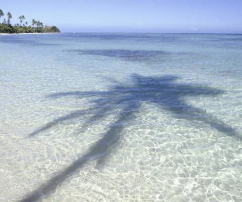 Fiji palm tree ThinkstockPhotos-71260527