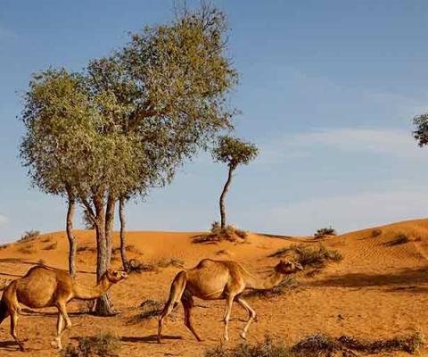 Ras-Al-Khaimah--Bassata-Desert-Camp-(2).jpg