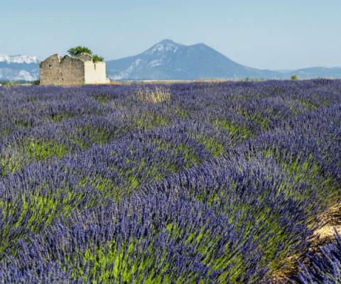 provence_lavender_ThinkstockPhotos-518710120.jpg