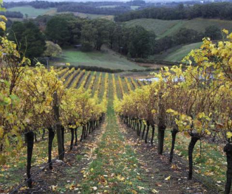 Vines in the Adelaide Hills Australia wine