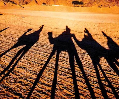 Camels in desert Sharm El Sheikh Egypt iStock_24885392_LARGE