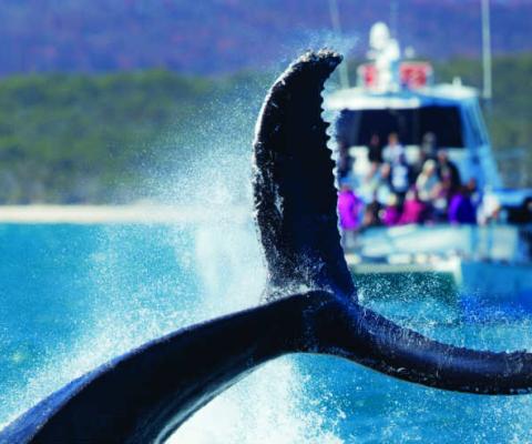 Hervey Bay Whales Tail.jpg