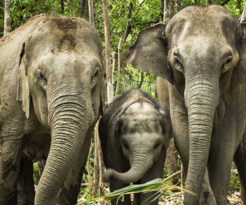 Elephants.jpg