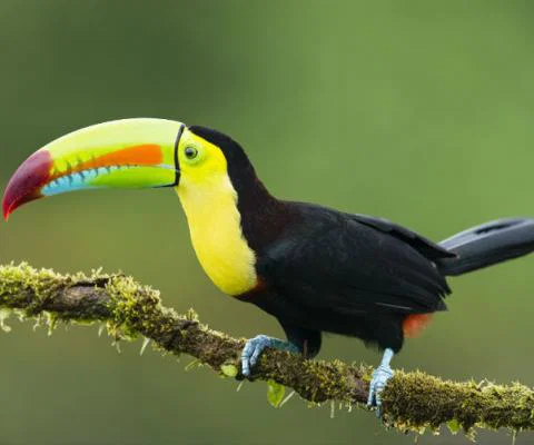 Toucan.jpg