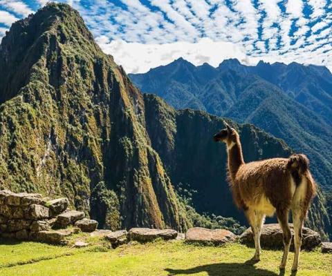 Huayna Picchu mountain at Machu Picchu with llama