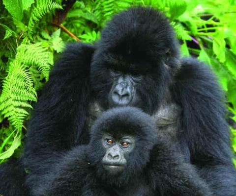 Dad_and_son_Gorilla.jpg