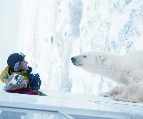 Prestige Canada encounter with a Polar Bear
