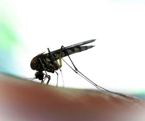 Zika iStock-511319998.jpg