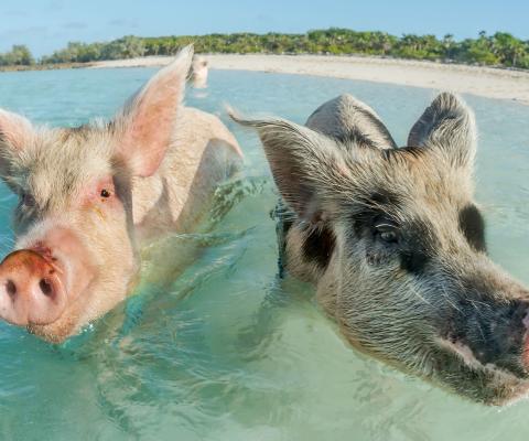 pigs_edit.jpg
