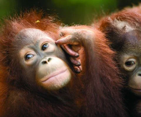 Orangutans.jpg