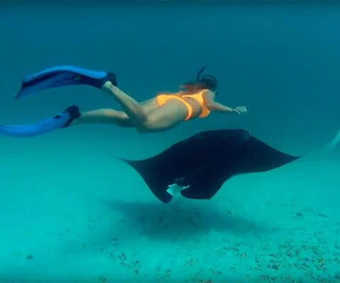 TourismWA---manta-ray.jpg