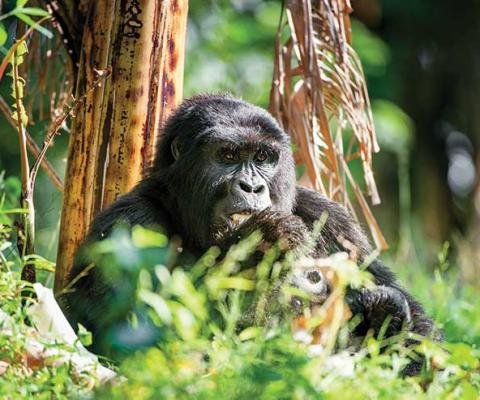 Gorilla
