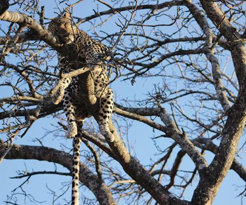 LeopardSA.jpg