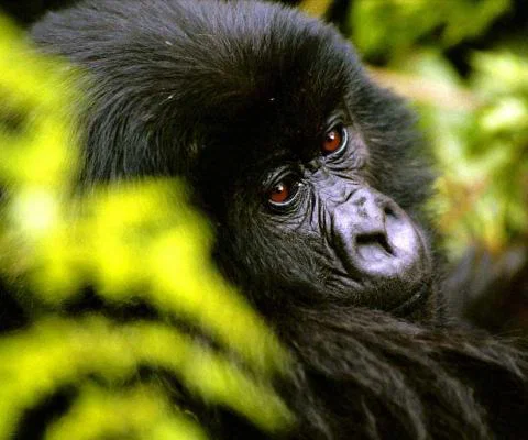 WEB-Gorilla-image-.jpg