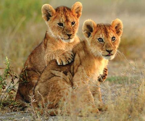 Lion cubs in Serengeti