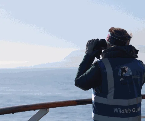 ORCA---Wildlife-Officer---Silver-Wind_METhumb.gif