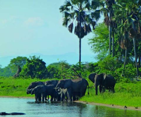 elephants_which_came_to_see_us_off_as_we_leave.jpg