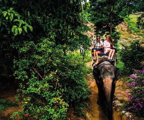 Riding an elephant through the jungle