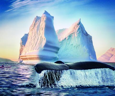 Whale Iceberg