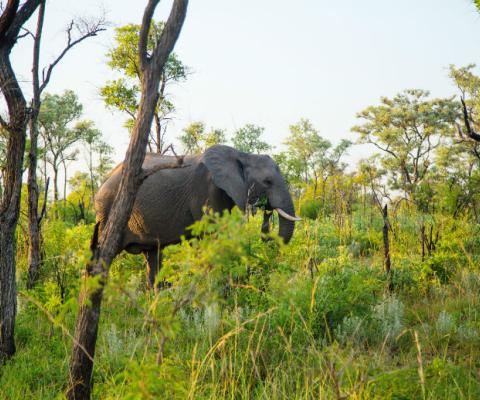 Kruger National Park_SAfrica.jpg