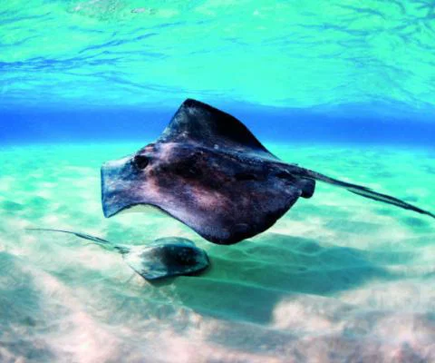 Cayman Islands Stingray .jpg