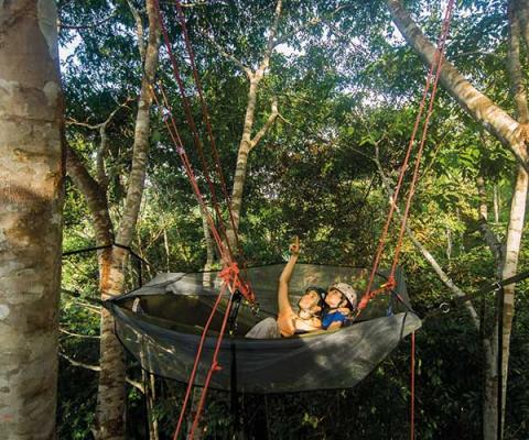 Tropical Tree Climbing six million stars