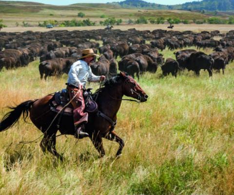 cc09-08-18CSPBuffaloRoundup_7.jpg