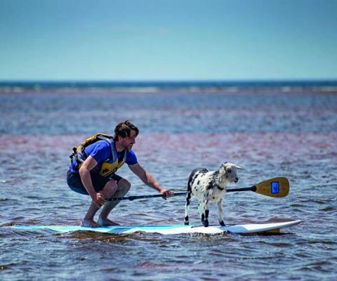 Beach Goats 1.jpg