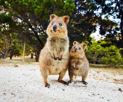 111626_Quokkas_on_Rottnest_Island_Perth_Western_Australia_web1.jpg