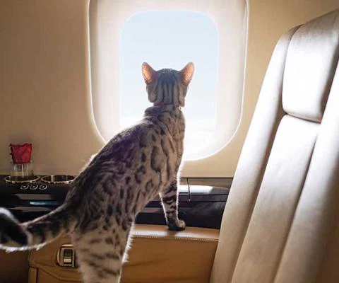 VistaJet Minnie the cat onboard
