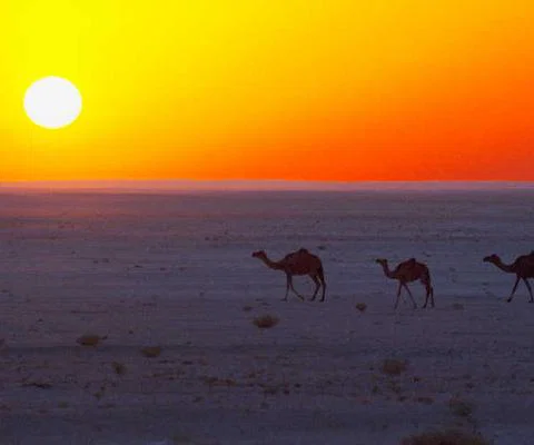 Camels in desert.jpg
