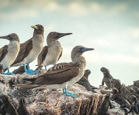 Blue-footed boobies with iguanas