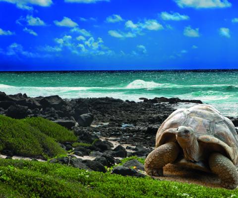 Galapagos1.jpg