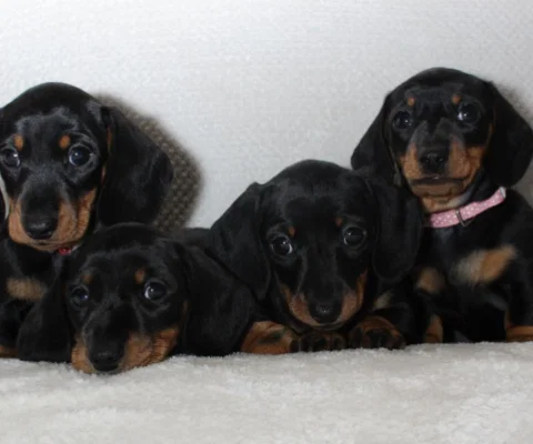 MSC Puppies.png