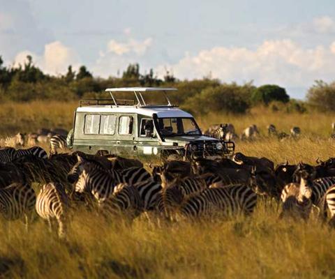 iStock-174790216-safari.jpg