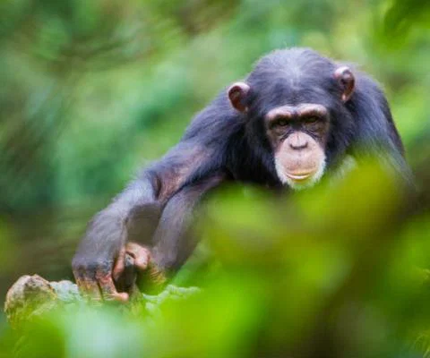 Chimp in Sierra Leone.jpg