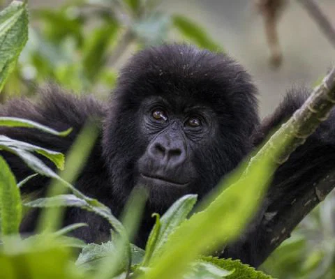 TCS baby gorilla