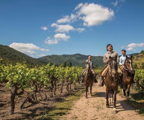 Horseriding in Chilean vineyards