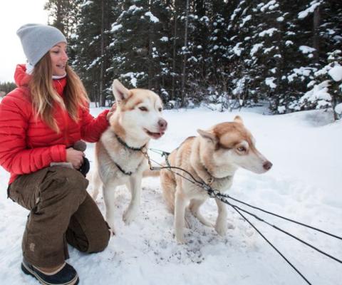 Dog-sledding with huskies is a popular winter activity in Canada