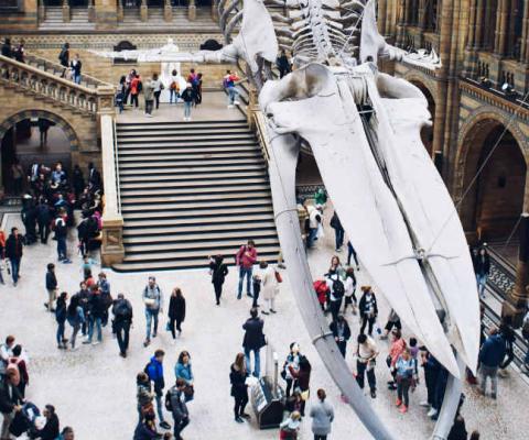Natural History Museum. Picture: Pauline Loroy/Unsplash