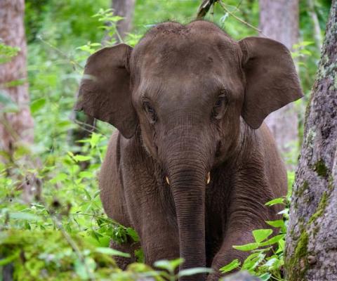 One of Explore's projects is the Mahouts Elephant Foundation
