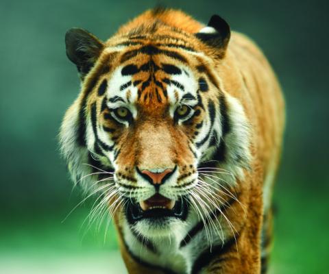 Indian_Tiger.jpg
