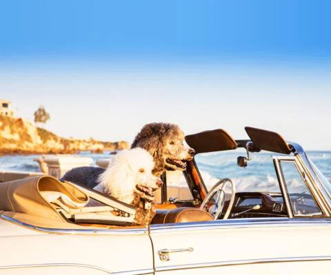 PetsPyjamas_dogs.jpg