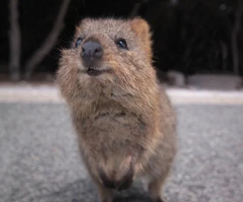 Quokka_image_1.jpg