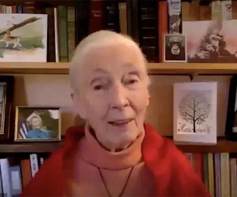 WTM Virtual: 'We brought the pandemic on ourselves', says conservationist Jane Goodall