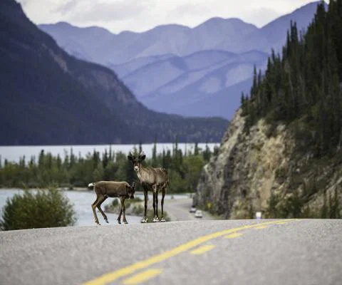 26350_-_Alaska_Highway_nr_Munch_Lake_PP_-_Credit_Destination.jpg