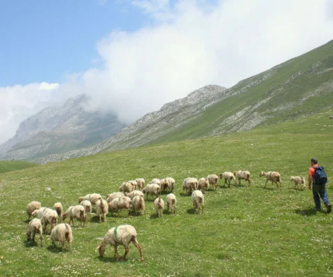 It claims to be the first tour operator in the UK to make the move
