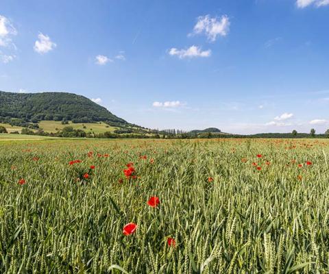Discover the sunny side of Germany