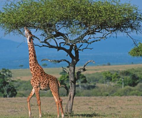 Newmarket said safari trips were in high demand (Credit: Newmarket Holidays)