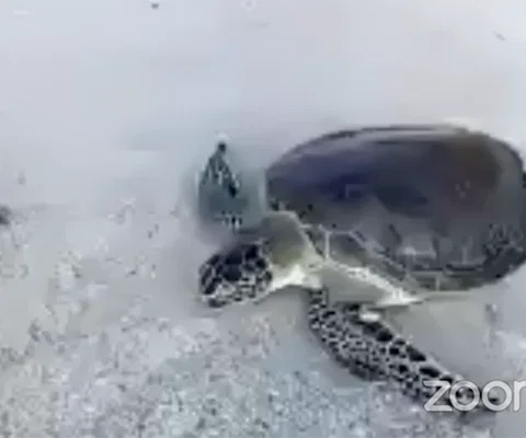 Turtle_release_600x400_METhumb.png